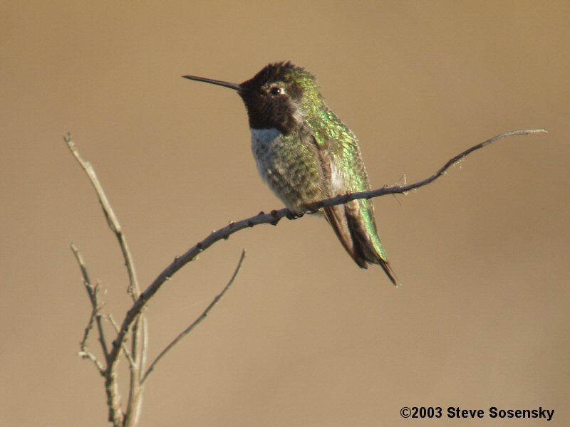 �2004 Steve Sosensky - 2004.Upper Newport Bay, Newport Beach</font>, CA
