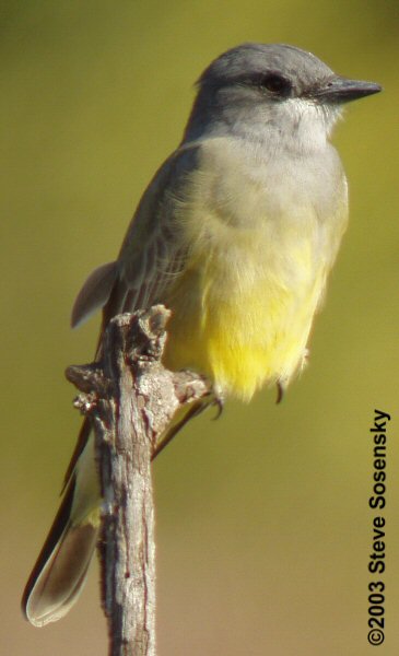 �2003 Steve Sosensky - 2003.11.22 Upper Newport Bay, Irvine, CA