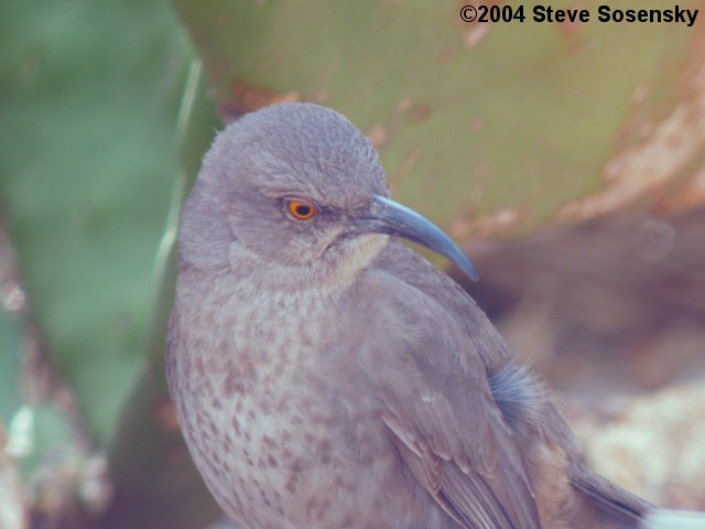 �2004 Steve Sosensky - 2004.02.01, Black Meadow Landing, CA
