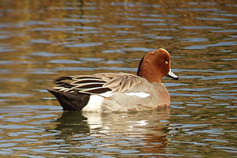 �2003 Steve Sosensky - 2003.11.23, Upper Newport Bay, Irvine, CA