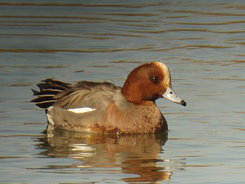 �2003 Steve Sosensky - 2003.11.23, Upper Newport Bay, Irvine, CA