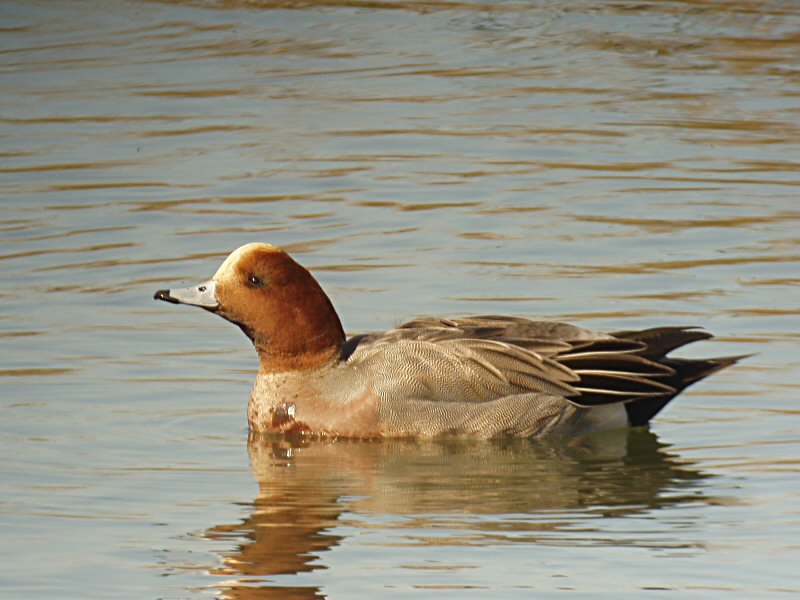 �2003 Steve Sosensky - 2003.11.23, Upper Newport Bay, Irvine, CA