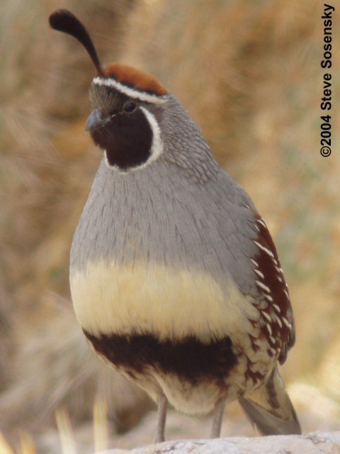 �2004 Steve Sosensky - 2004.mm.dd, Location, CA