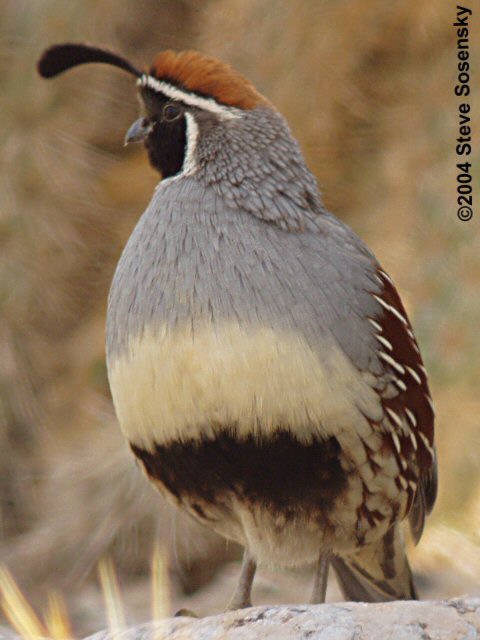 �2004 Steve Sosensky - 2004.mm.dd, Location, CA