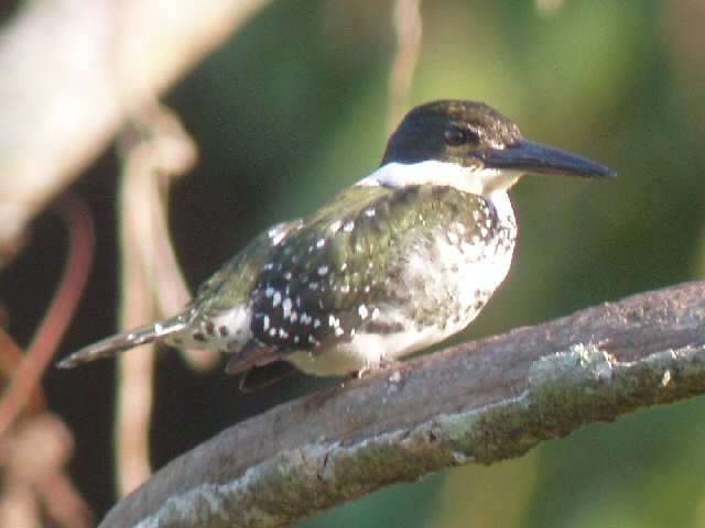 &copy;2004 Steve Sosensky - 2004.03.29, San Blas, Mexico