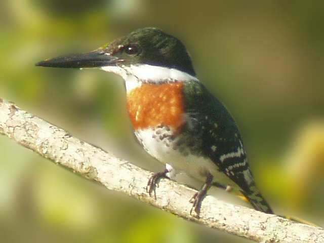 &copy;2004 Steve Sosensky, 2004-03-29, San Blas, Mexico