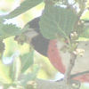 Cardinals, Grosbeaks, & Tanagers