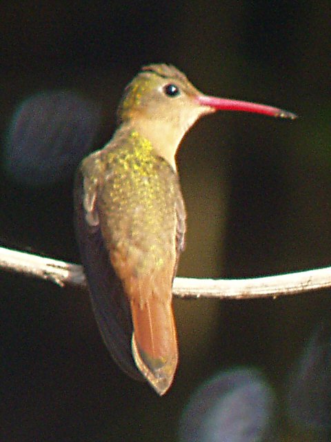 �2004 Steve Sosensky - 2004.03.28, Singayta Jungle, San Blas, Mexico