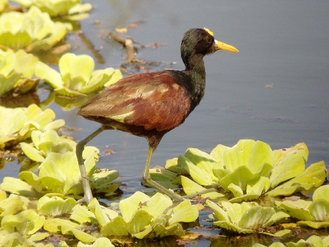�2004 Steve Sosensky, 2004.03.30, San Blas, Mexico