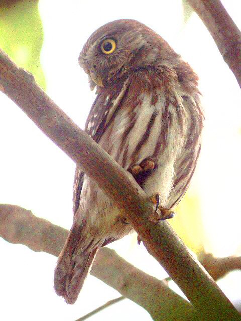 �2004 Steve Sosensky - 2004.03.29, San Blas, Mexico