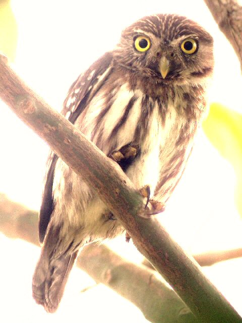 �2004 Steve Sosensky - 2004.03.29, San Blas, Mexico