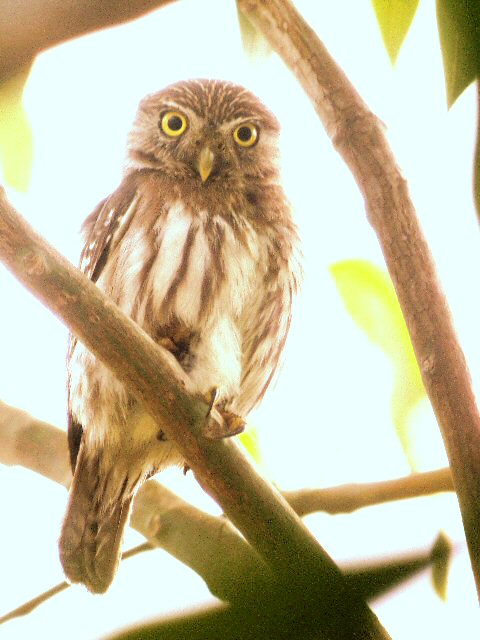 �2004 Steve Sosensky - 2004.03.29, San Blas, Mexico