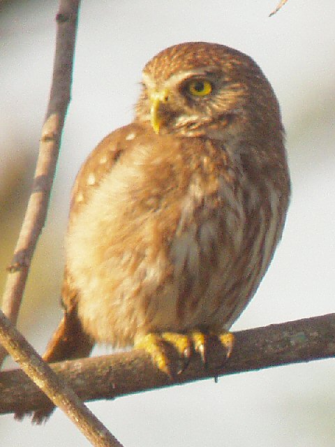 �2004 Steve Sosensky - 2004.03.30, San Blas, Mexico