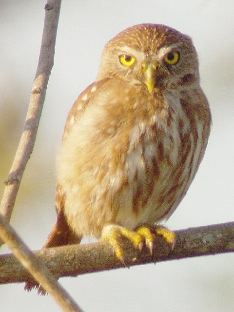 �2004 Steve Sosensky - 2004.03.30, San Blas, Mexico