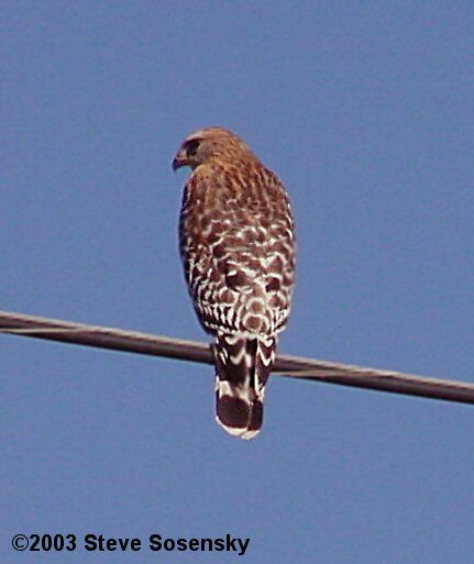 �2001 Steve Sosensky - date unknown, Hansen Dam, Lake View Terrace, CA