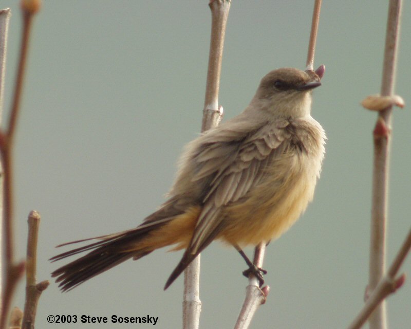 �2003 Steve Sosensky, Ballona Freshwater Marsh, Playa Vista, CA, 2003.12.06