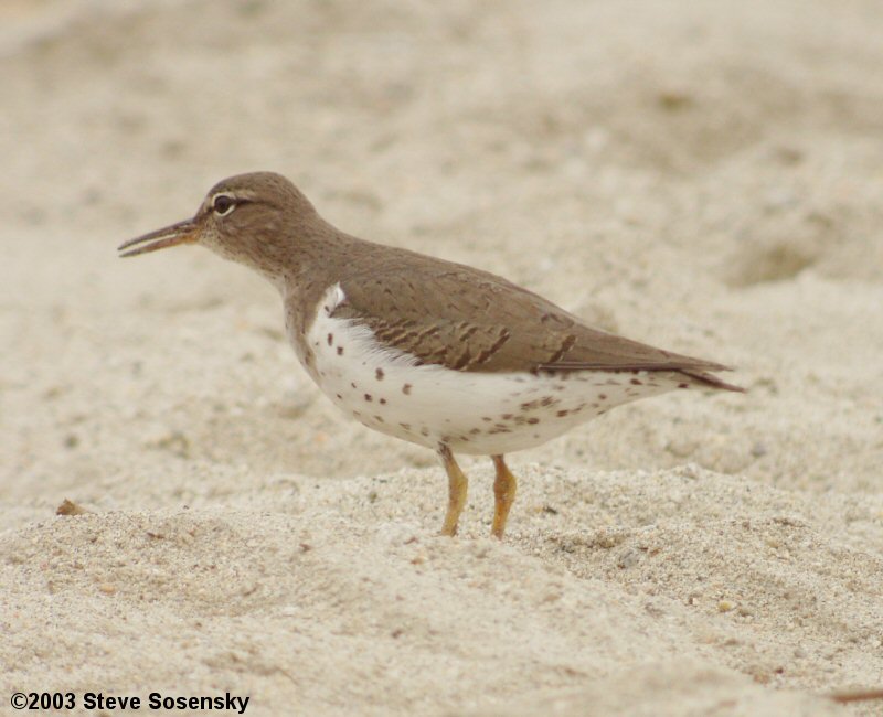 �2003 Steve Sosensky - 2003.12.20 Hansen Dam, Lakeview Terrace, CA