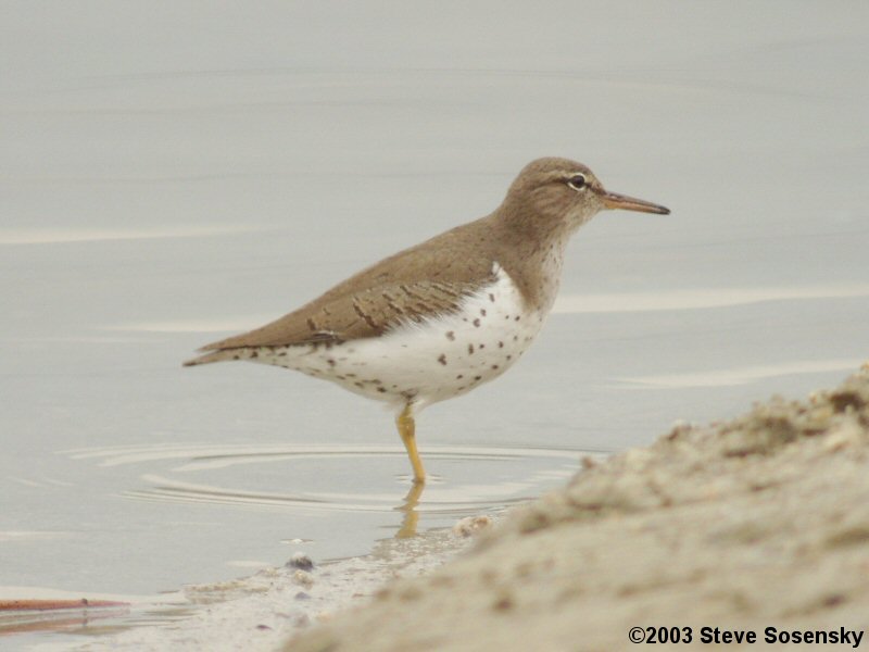 �2003 Steve Sosensky - 2003.12.20 Hansen Dam, Lakeview Terrace, CA