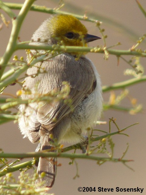 �2004 Steve Sosensky - 2004.02.01, Black Meadow Landing, CA