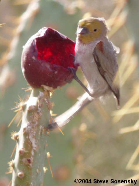 �2004 Steve Sosensky - 2004.02.01, Black Meadow Landing, CA