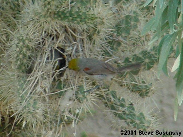 �2004 Steve Sosensky - 2001.06.02, Galileo Hill, CA