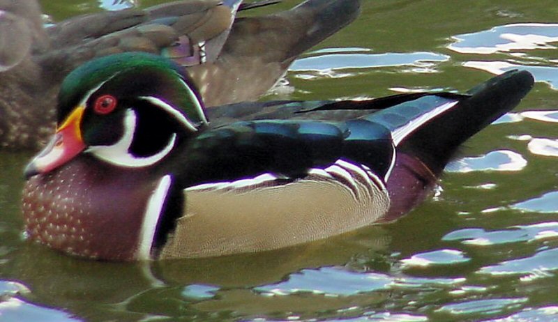 �2003 Steve Sosensky - 2003.mm.dd, Reseda Park, Reseda, CA