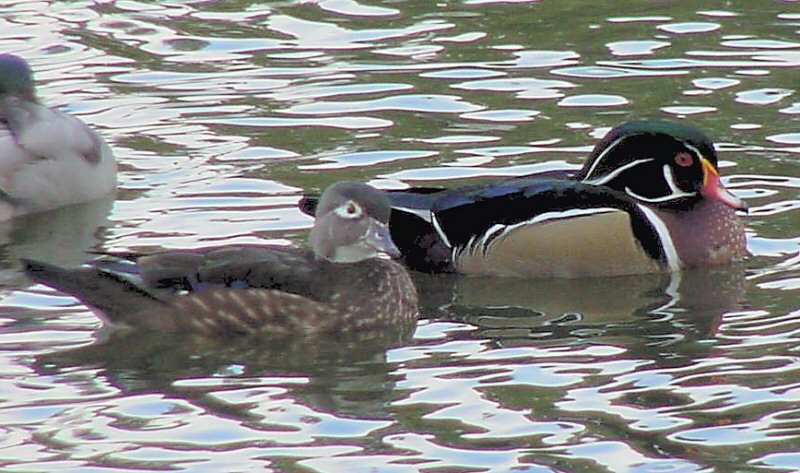 �2004 Steve Sosensky - 2004.01.05, Reseda Park, Reseda, CA